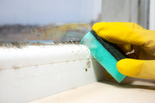 Office Mold Removal Services in Waterloo, IN